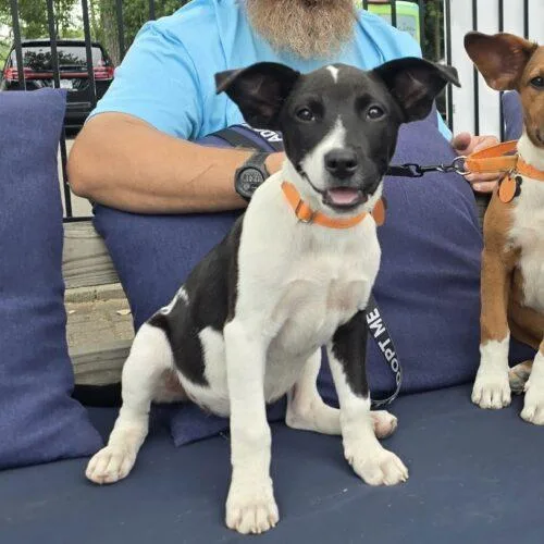 A baby medium-sized female Bicolor Labrador Retriever dog named Mira for adoption in Lincolnshire, IL