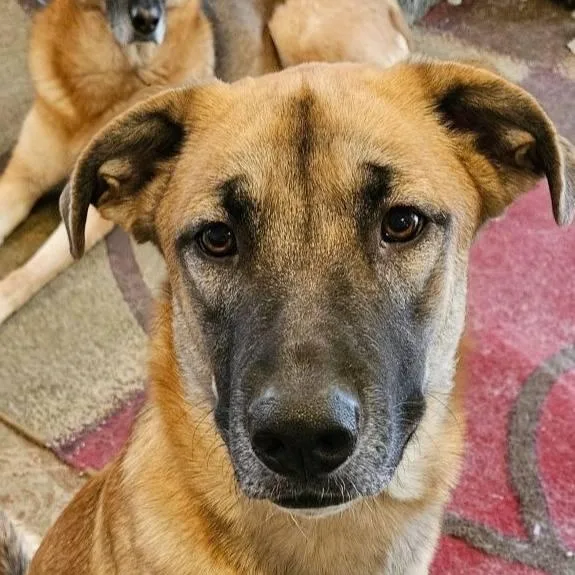A young medium-sized female German Shepherd Dog dog named Fiona for adoption in North Dighton, MA
