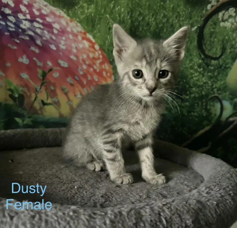 A baby small-sized female Gray / Blue / Silver Domestic Short Hair cat named Dusty for adoption in Bossier City, LA