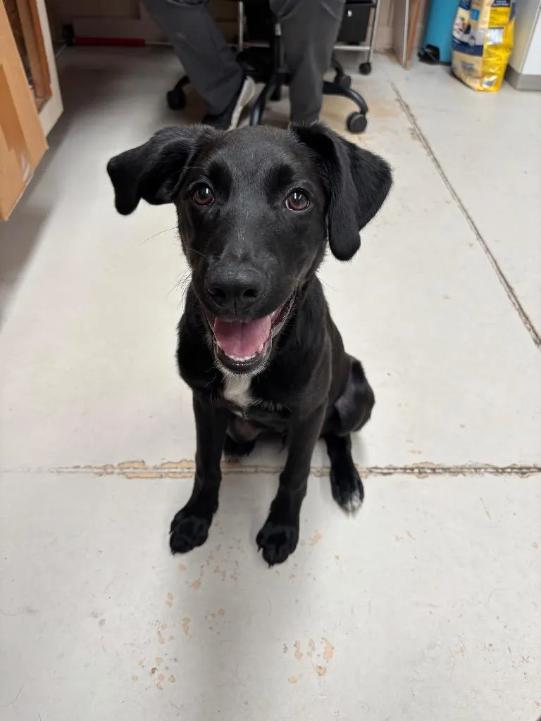 A baby medium-sized male Labrador Retriever dog named Cal for adoption in Findlay, OH