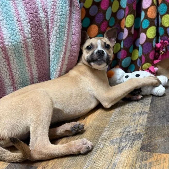 Goose Lee thumbnail 2