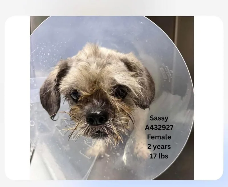 A baby small-sized female Shih Tzu dog named Sassy for adoption in Aurora, CO