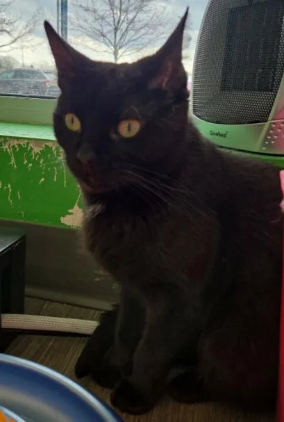 An adult medium-sized female Black Domestic Short Hair cat named Button for adoption in Rochester, NY