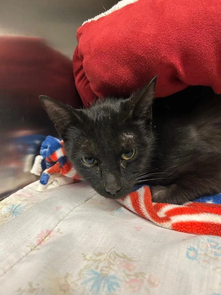A young medium-sized female Domestic Short Hair cat named Guru for adoption in Mineral, VA