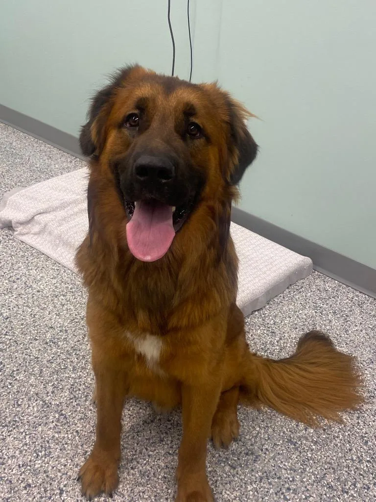 A young large-sized male Terrier dog named Louie for adoption in Athens, TN