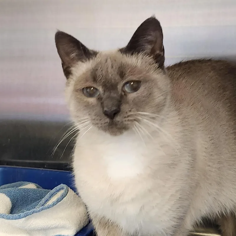 An adult medium-sized female Lilac Point Siamese cat named Mamacita for adoption in Columbia Station, OH