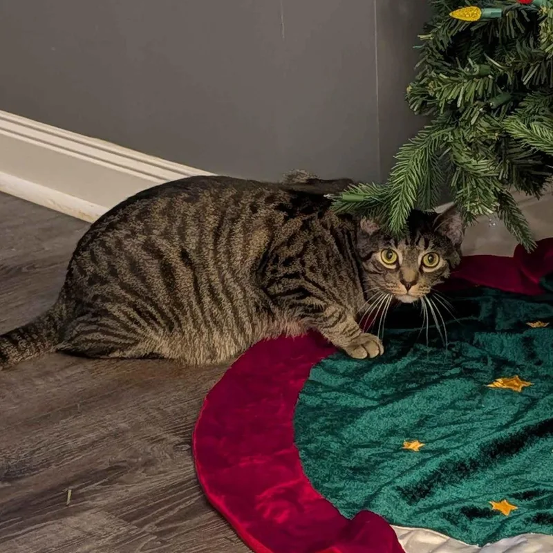 Meatball thumbnail 2