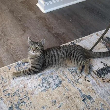 Meatball thumbnail 3