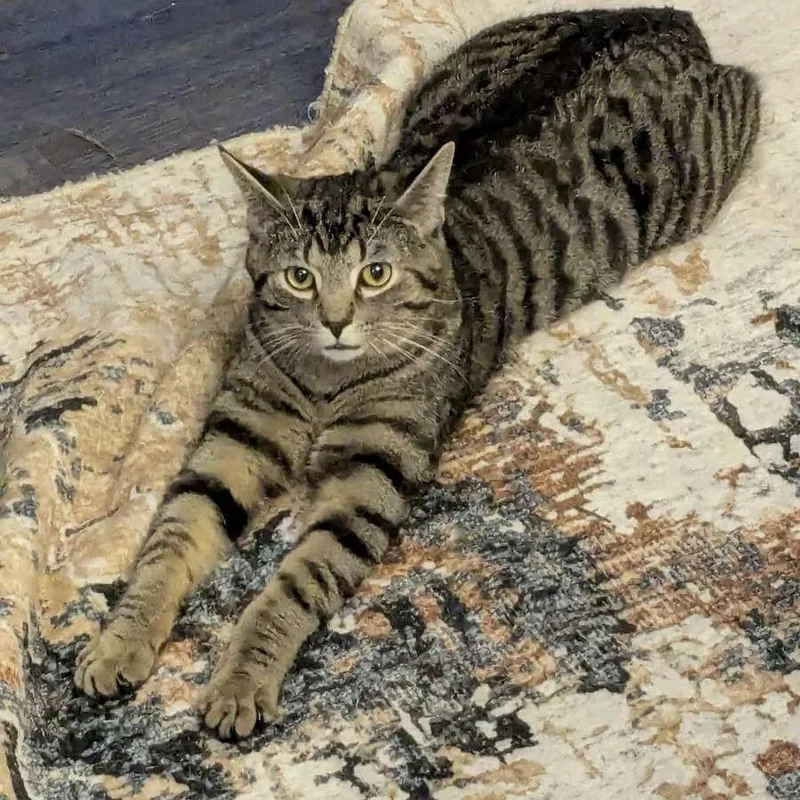 Meatball thumbnail 4