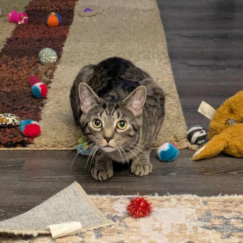 Meatball thumbnail 5