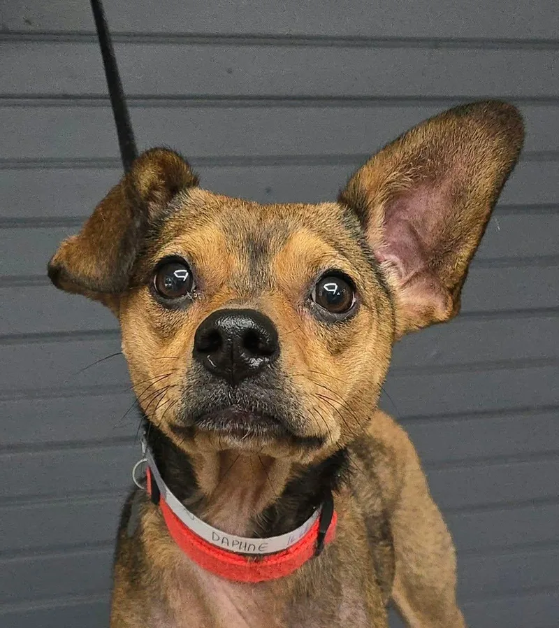 A young small-sized female Bicolor Terrier dog named Daphne for adoption in Newport, TN