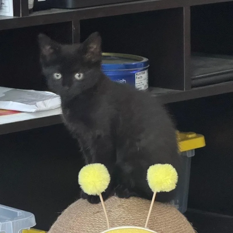 A baby small-sized female Black Domestic Short Hair cat named Mavis for adoption in Reisterstown, MD