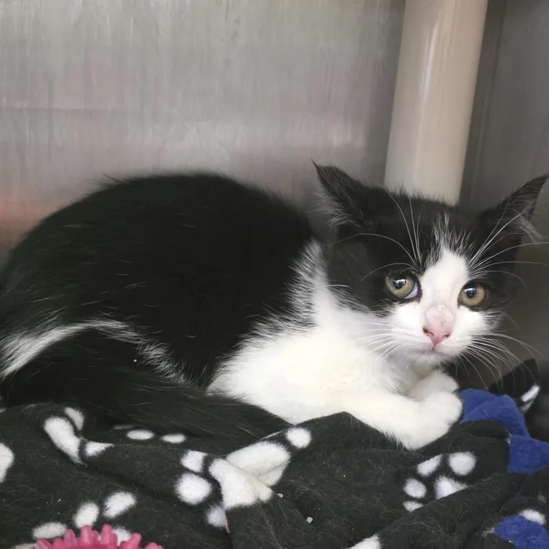 A baby small-sized female Black Domestic Short Hair cat named Meatlug for adoption in Fort Wayne, IN