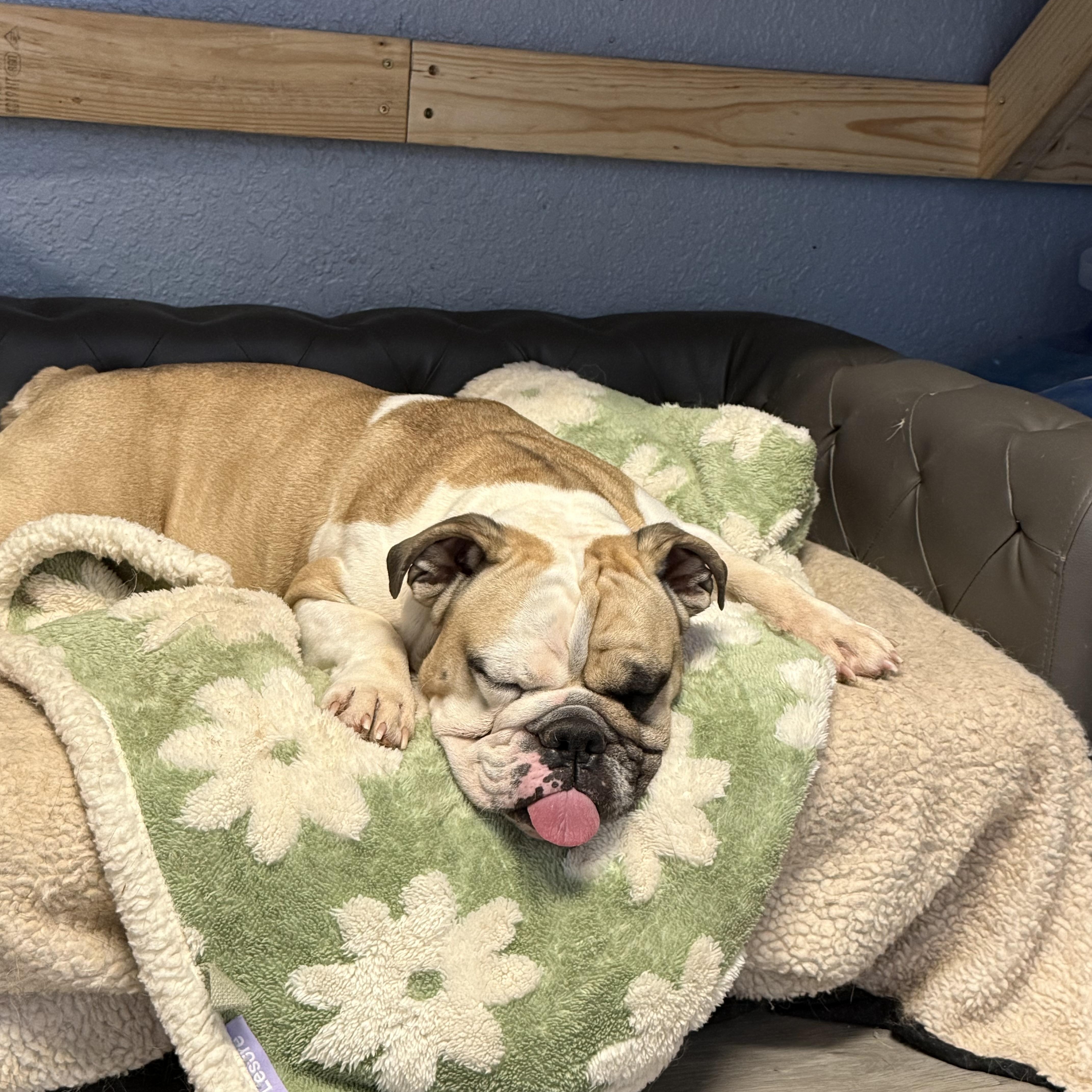 An adult medium-sized female White / Cream English Bulldog dog named Kimura for adoption in Oklahoma City, OK
