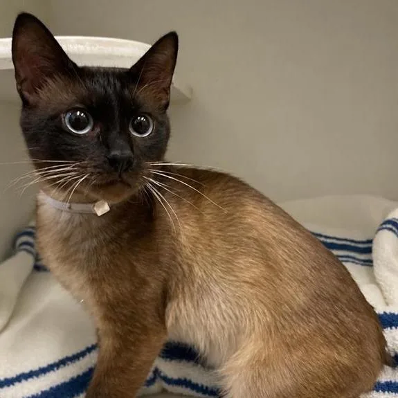 An adult medium-sized male Brown / Chocolate Burmese cat named Oliver for adoption in Hawthorne, CA