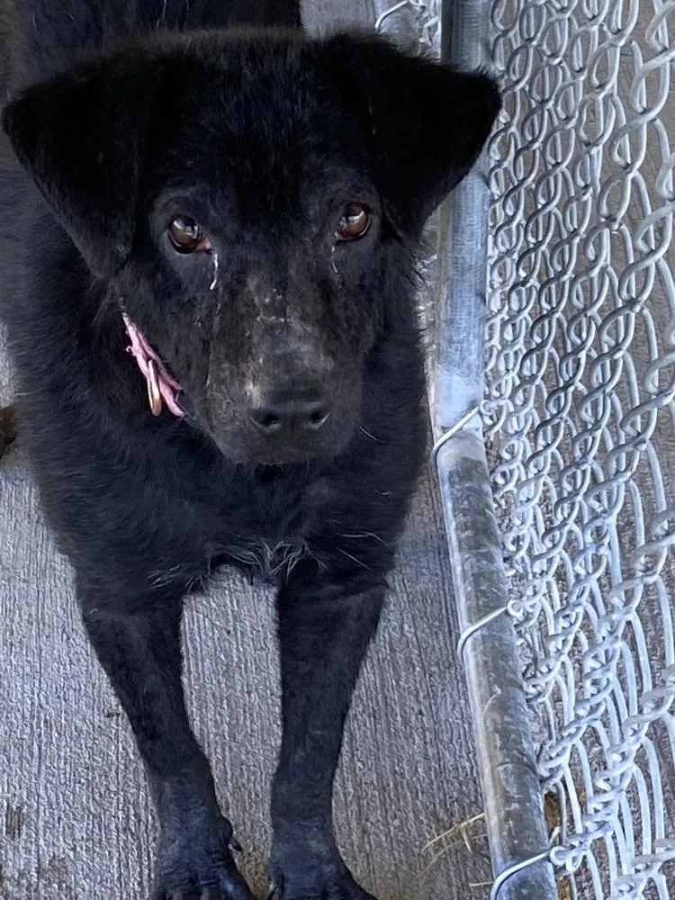 An adult medium-sized female Labrador Retriever dog named Lumen for adoption in Bolivar, MO