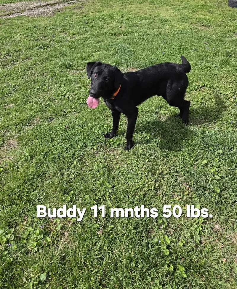 A baby large-sized male Labrador Retriever dog named Buddy Boy for adoption in Camden, TN