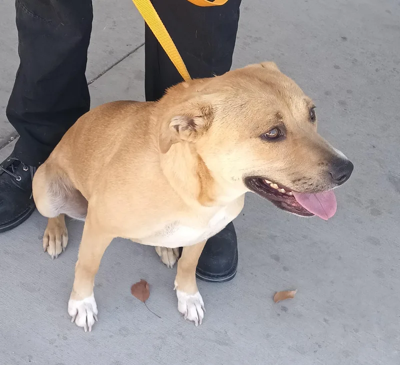 A young medium-sized female Yellow / Tan / Blond / Fawn Yellow Labrador Retriever dog named Thelma for adoption in Ventura, CA