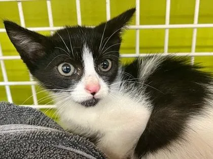 A baby small-sized male Domestic Short Hair cat named Tux for adoption in Honolulu, HI