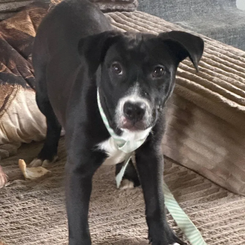 A baby medium-sized female Black Mixed Breed dog named Sally for adoption in Duck River, TN