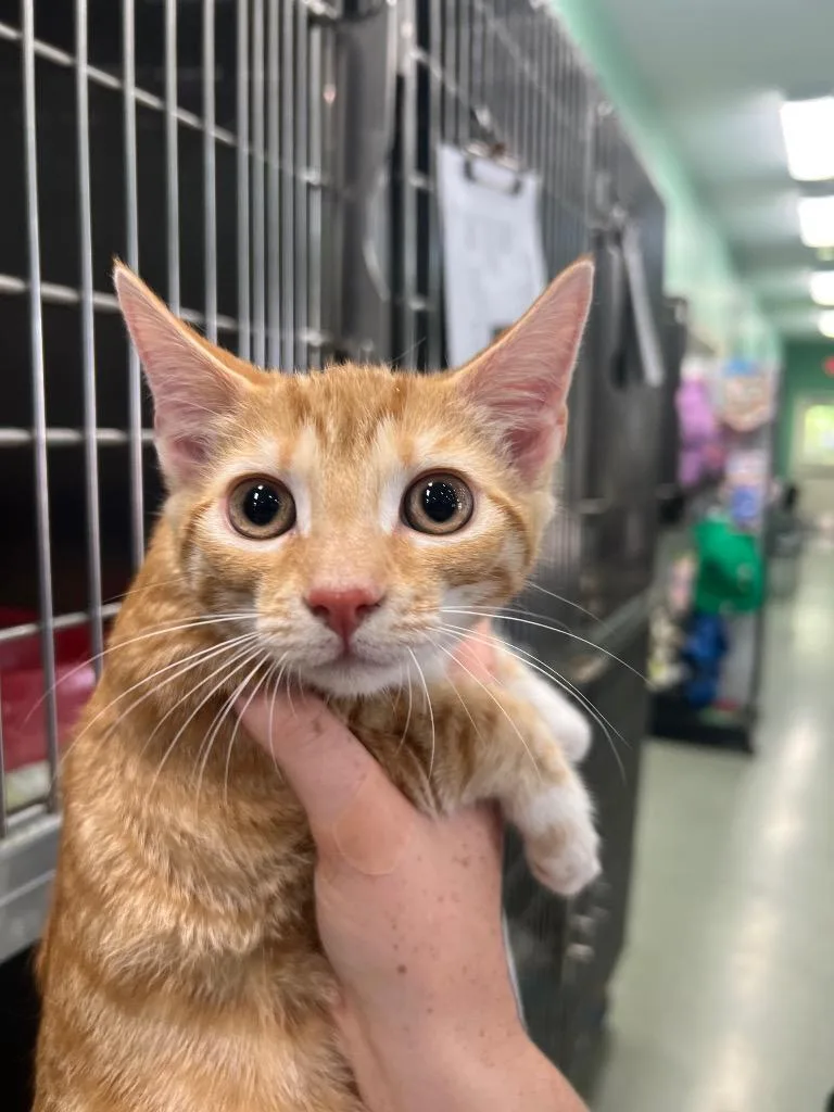 A baby small-sized female Domestic Short Hair cat named Peaches for adoption in Danielsville, GA