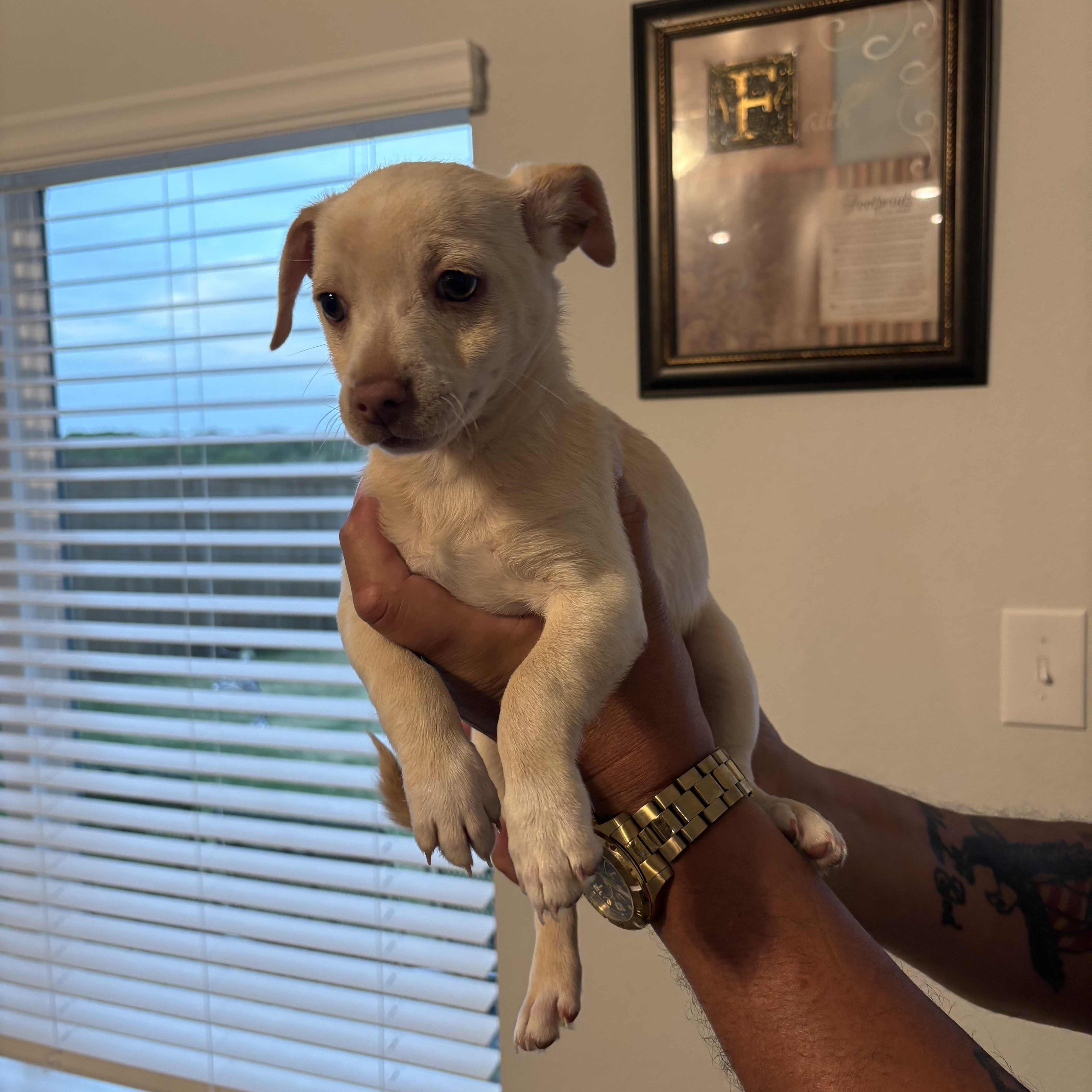 A baby small-sized female White / Cream Chihuahua dog named Lilly for adoption in Joshua, TX