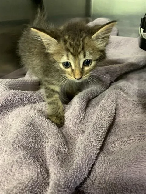 A baby small-sized female Domestic Short Hair cat named Banilla for adoption in Grand Prairie, TX