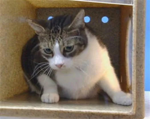 An adult medium-sized male Domestic Short Hair cat named Carlo for adoption in Gardena, CA