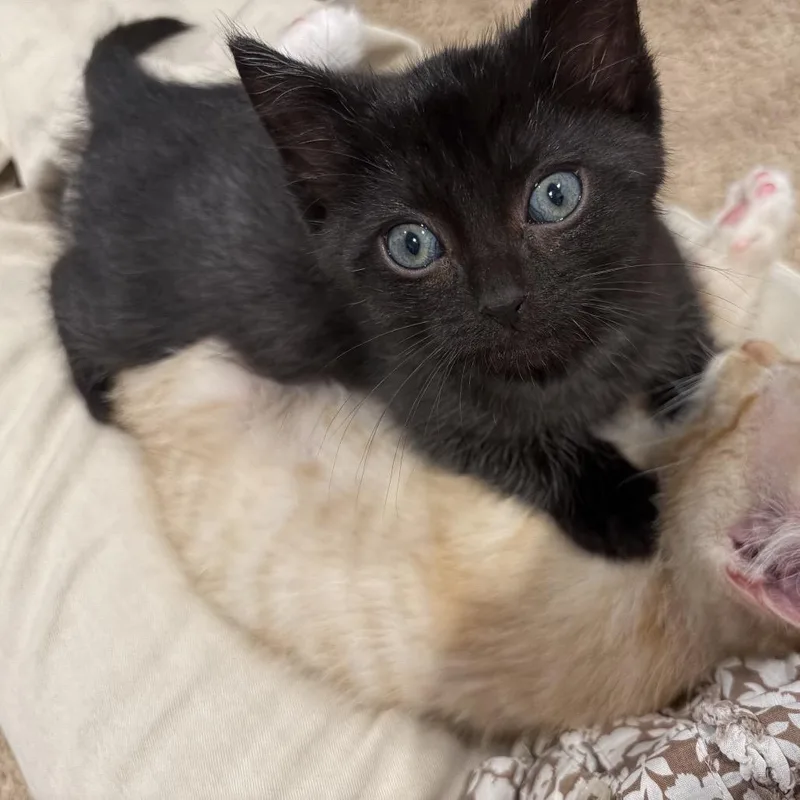 A baby small-sized male Black Domestic Short Hair cat named Flint for adoption in Potomac, MD