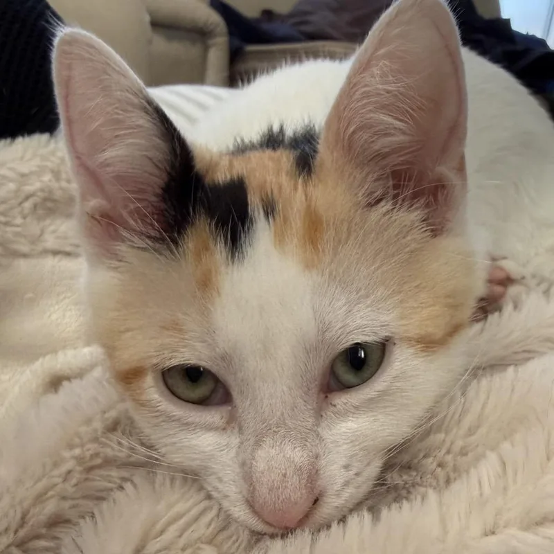 A baby small-sized female Calico Domestic Short Hair cat named Rummy for adoption in Costa Mesa, CA