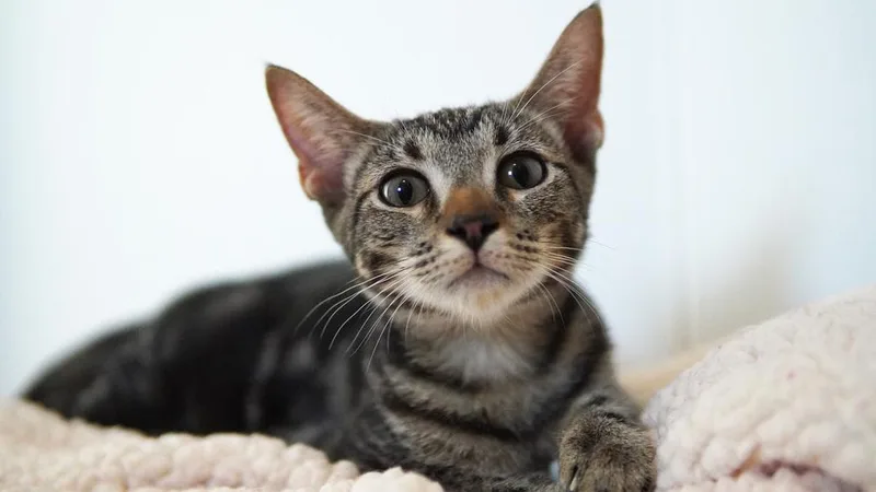 A baby small-sized male Domestic Short Hair cat named Mickey for adoption in Wellington, FL