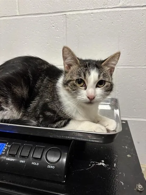A young small-sized female Domestic Short Hair cat named Cece for adoption in Olivette, MO