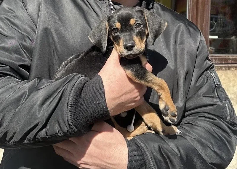 A baby medium-sized male Brown / Chocolate Beagle dog named Globe for adoption in Manhattan, NY