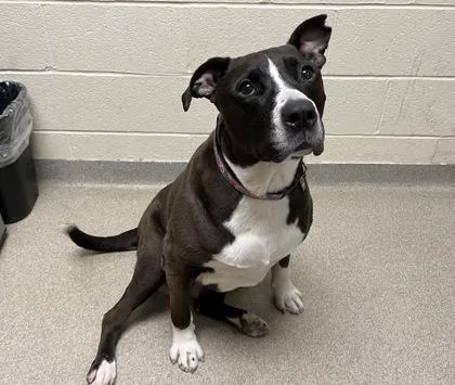 Daisy Girl thumbnail 2