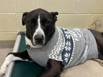 Daisy Girl thumbnail 3