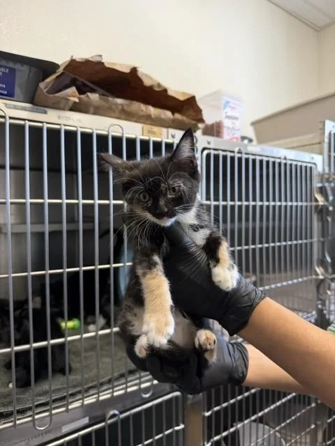 A baby small-sized female Domestic Short Hair cat named Pixie Kk for adoption in Santa Maria, CA
