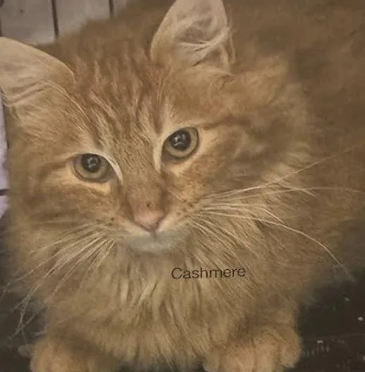A young medium-sized male Orange / Red Domestic Long Hair cat named Cashmere for adoption in Flushing, NY