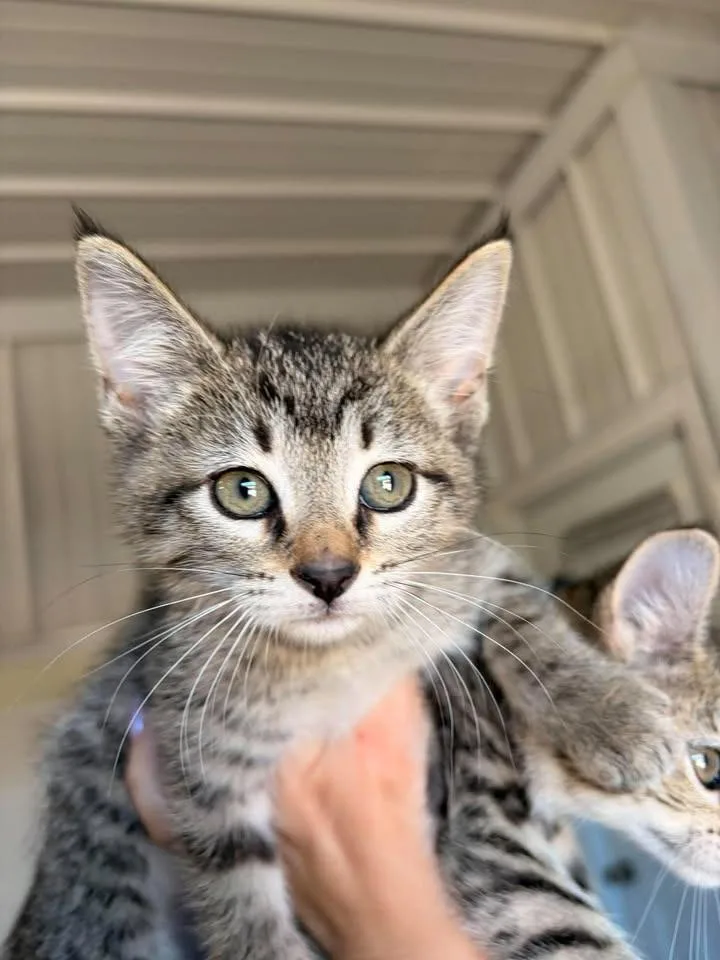 A baby small-sized female Domestic Short Hair cat named Caramel for adoption in Greensburg, IN