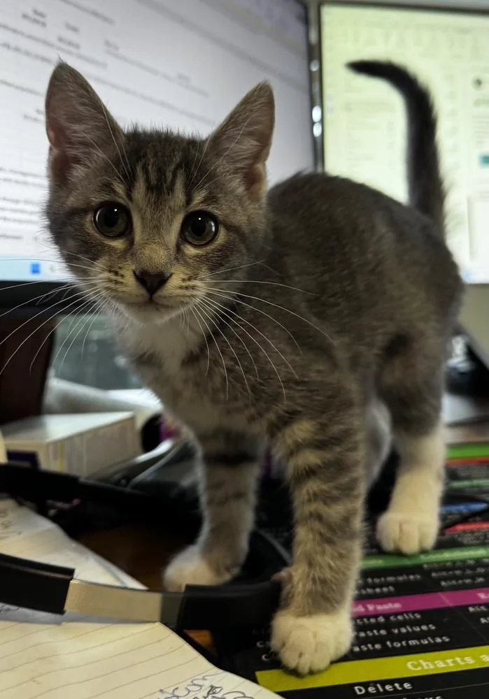 A baby small-sized female Domestic Short Hair cat named Bean Nv for adoption in Greenville, SC