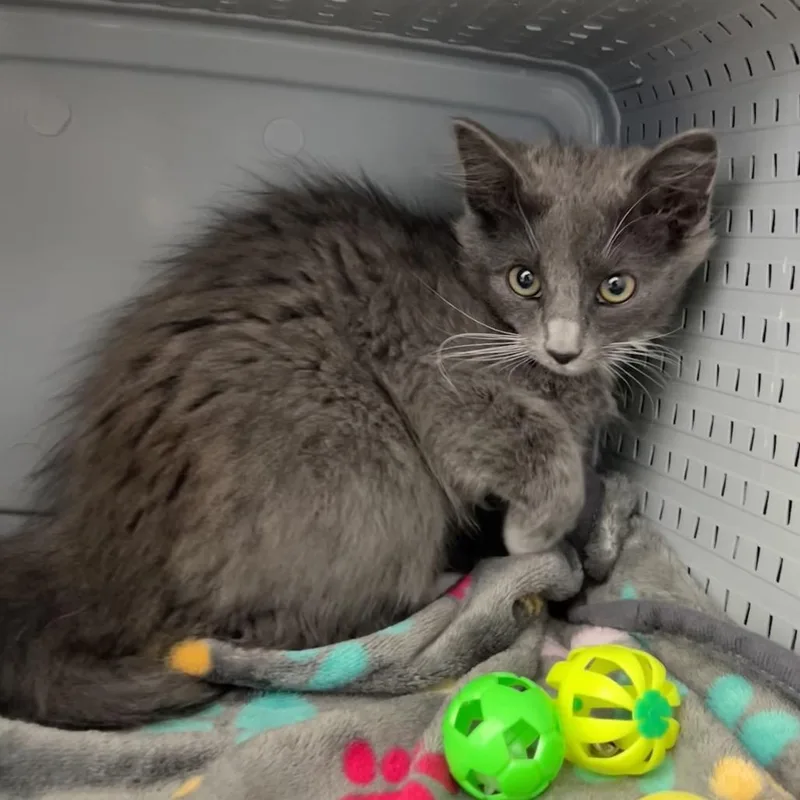 A baby small-sized male Gray / Blue / Silver American Bobtail cat named Yosemite Sam for adoption in Ojai, CA