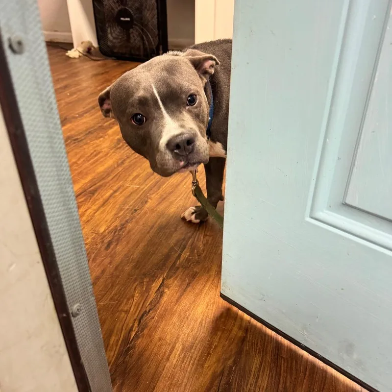An adult small-sized female Gray / Blue / Silver American Staffordshire Terrier dog named Gargoyle for adoption in St. Louis, MO