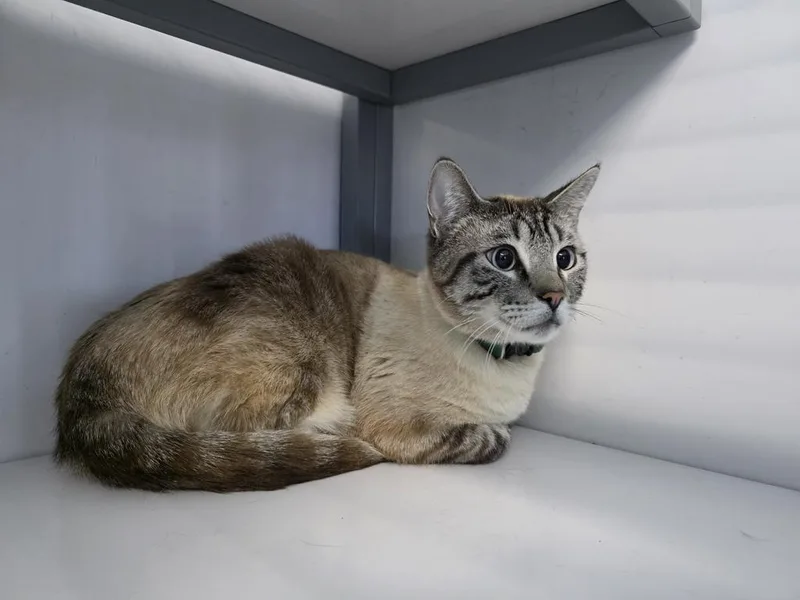 A young medium-sized male Domestic Short Hair cat named Luminier for adoption in Holbrook, AZ