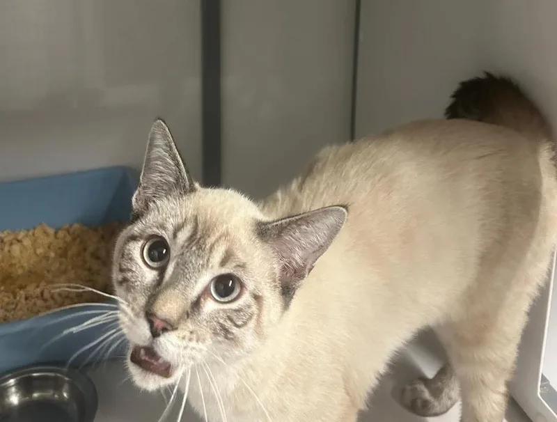 Luminier thumbnail 2