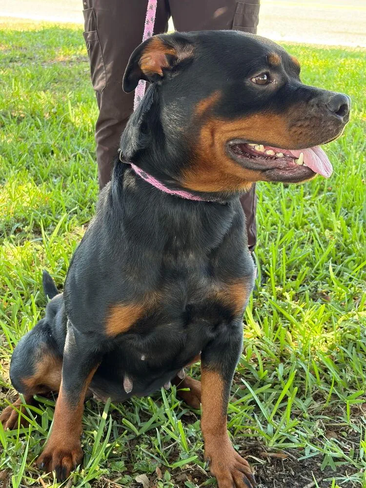 An adult large-sized female Tricolor (Brown, Black, & White) Rottweiler dog named Mercy for adoption in Lakeland, FL