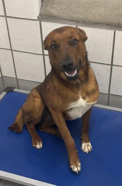 Cinnamon thumbnail 2