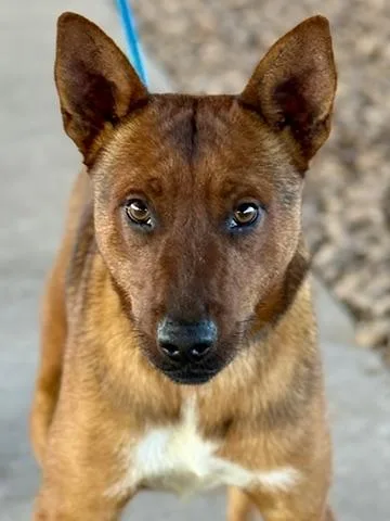 Cinnamon thumbnail 3