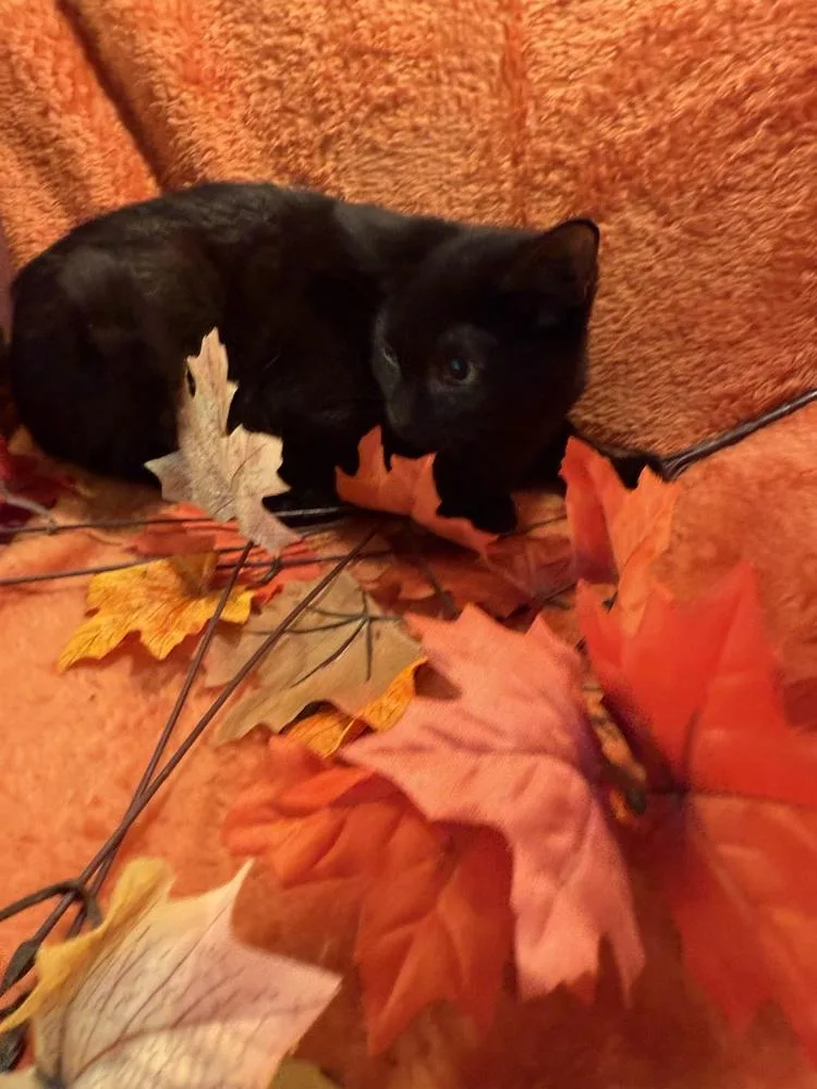 A young small-sized male Black Domestic Short Hair cat named Tattoo Collector for adoption in Wheaton, IL