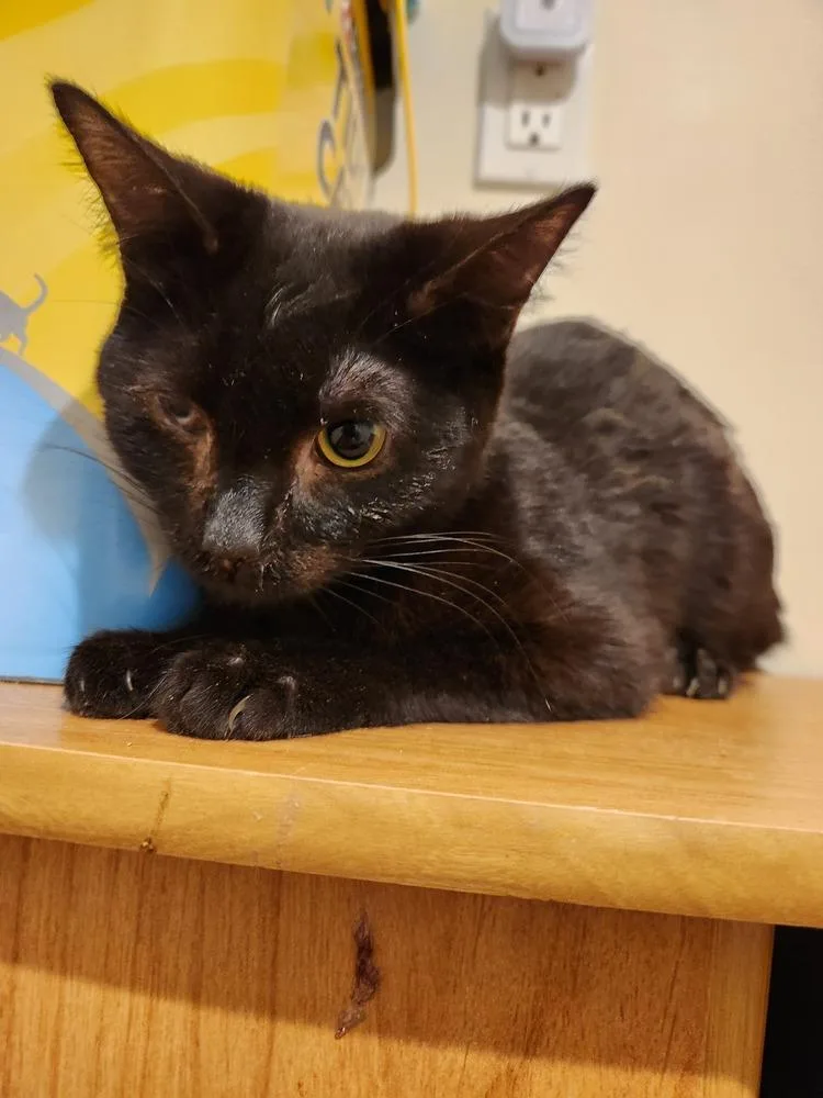 Tattoo Collector thumbnail 2