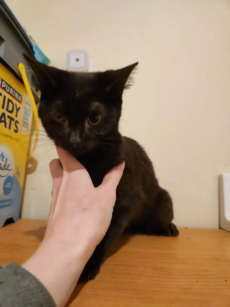 Tattoo Collector thumbnail 3