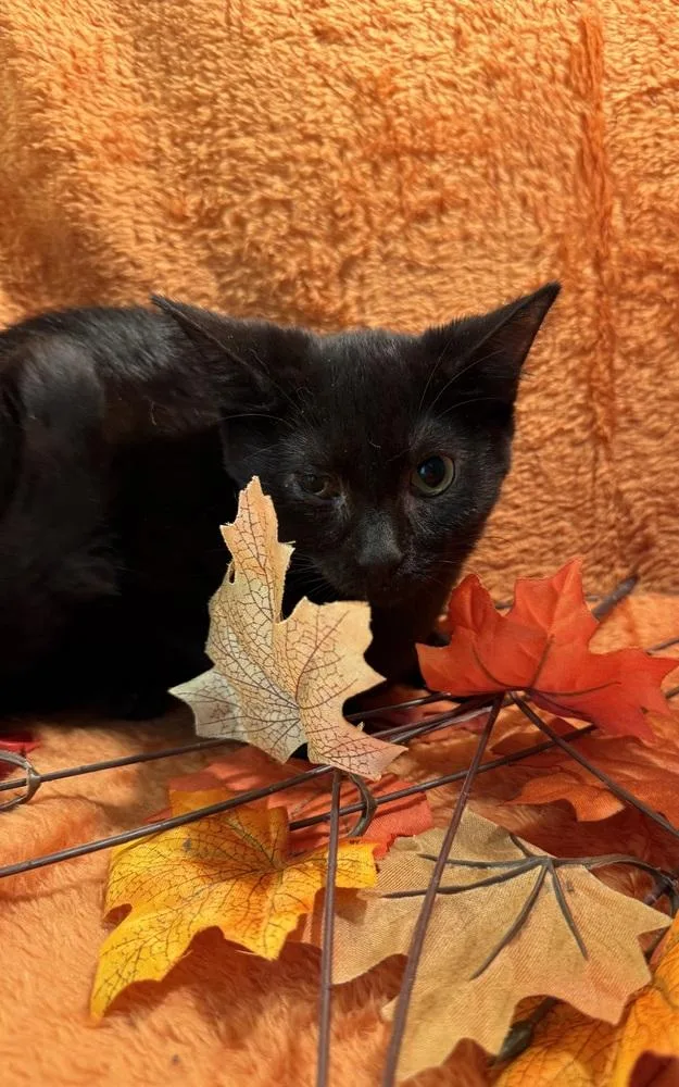 Tattoo Collector thumbnail 5